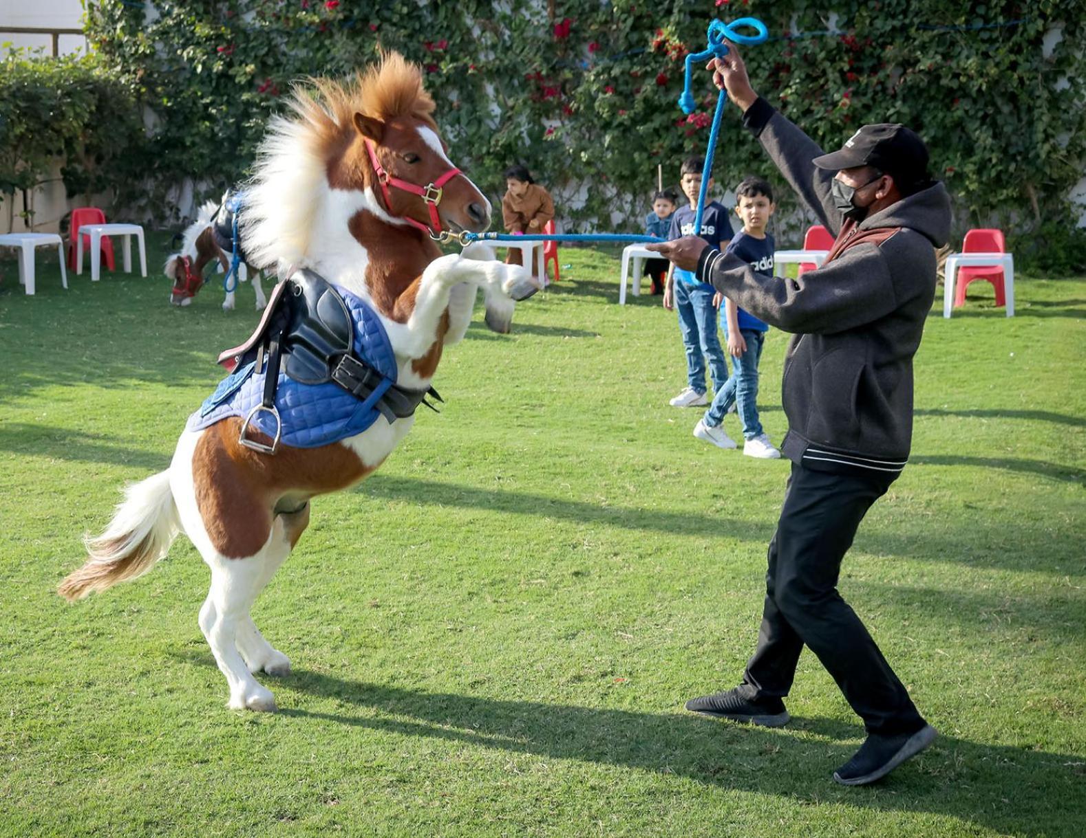 Lagoona Beach Luxury Resort And Spa Manama Eksteriør bilde The photo shows a small horse or pony rearing up on its hind legs. The pony is wearing a blue saddle and is being led by a person who is holding a rope. The person is wearing a mask and appears to be encouraging the pony to perform. In the background